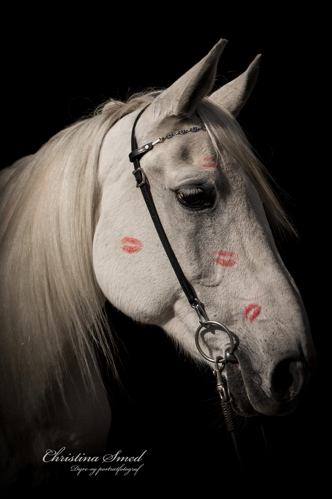 Anden særlig race Twenty - Fotograf Christina Smed billede 11