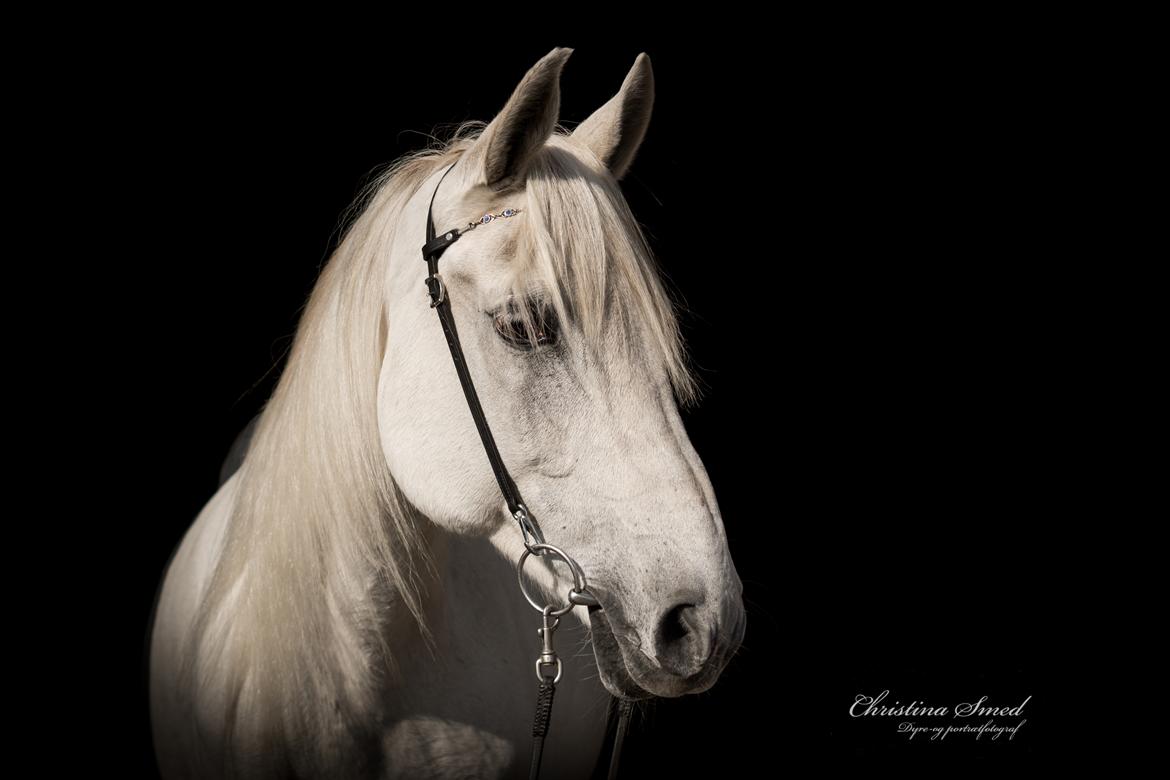 Anden særlig race Twenty - Fotograf Christina Smed billede 8
