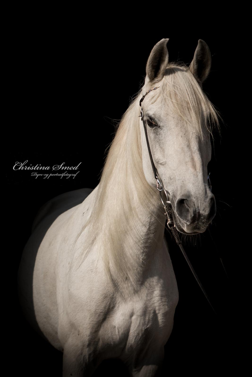 Anden særlig race Twenty - Fotograf Christina Smed billede 10