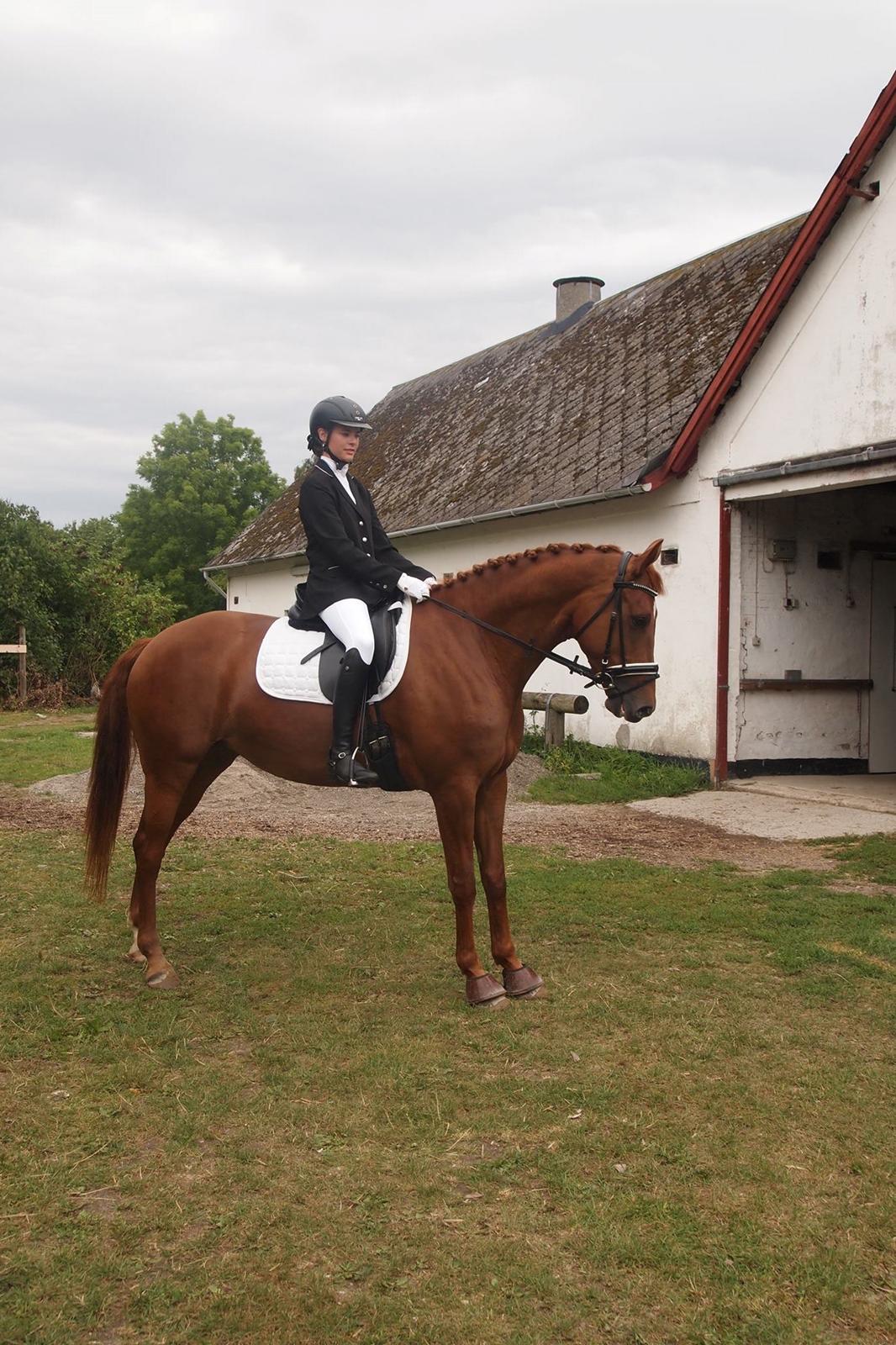 Dansk Varmblod Knunie's Zabella - Første stævne i Nyborg billede 5