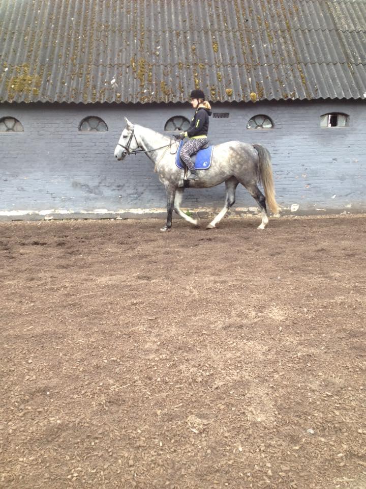 Anden særlig race Bønderskovgårds Arrina billede 23