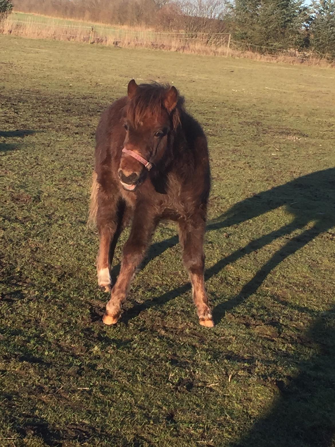 Anden særlig race Lotus *Solgt* billede 2