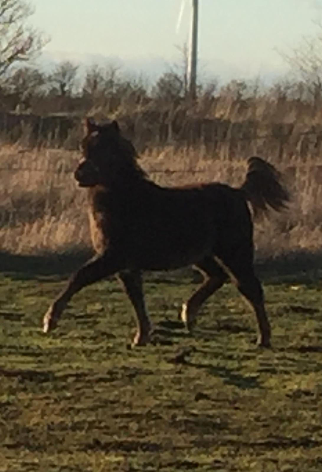 Anden særlig race Lotus *Solgt* billede 1