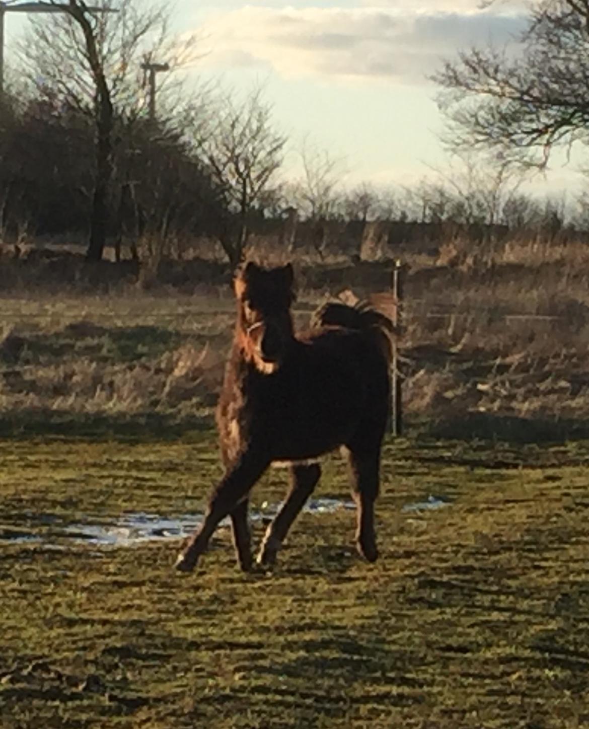 Anden særlig race Lotus *Solgt* billede 3