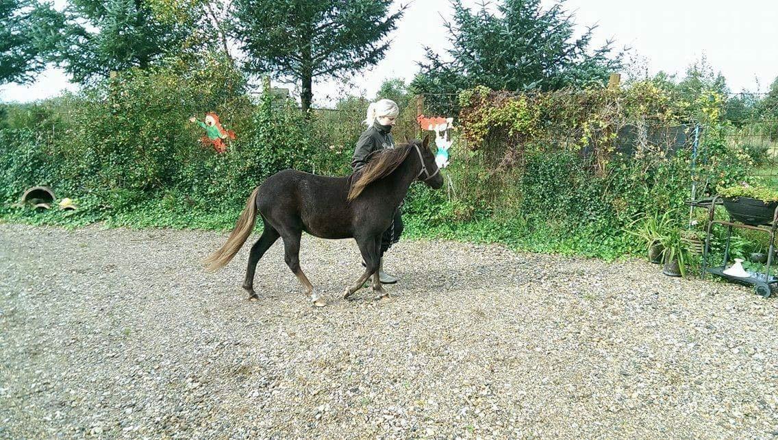 Anden særlig race Lotus *Solgt* billede 4