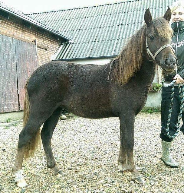 Anden særlig race Lotus *Solgt* billede 5