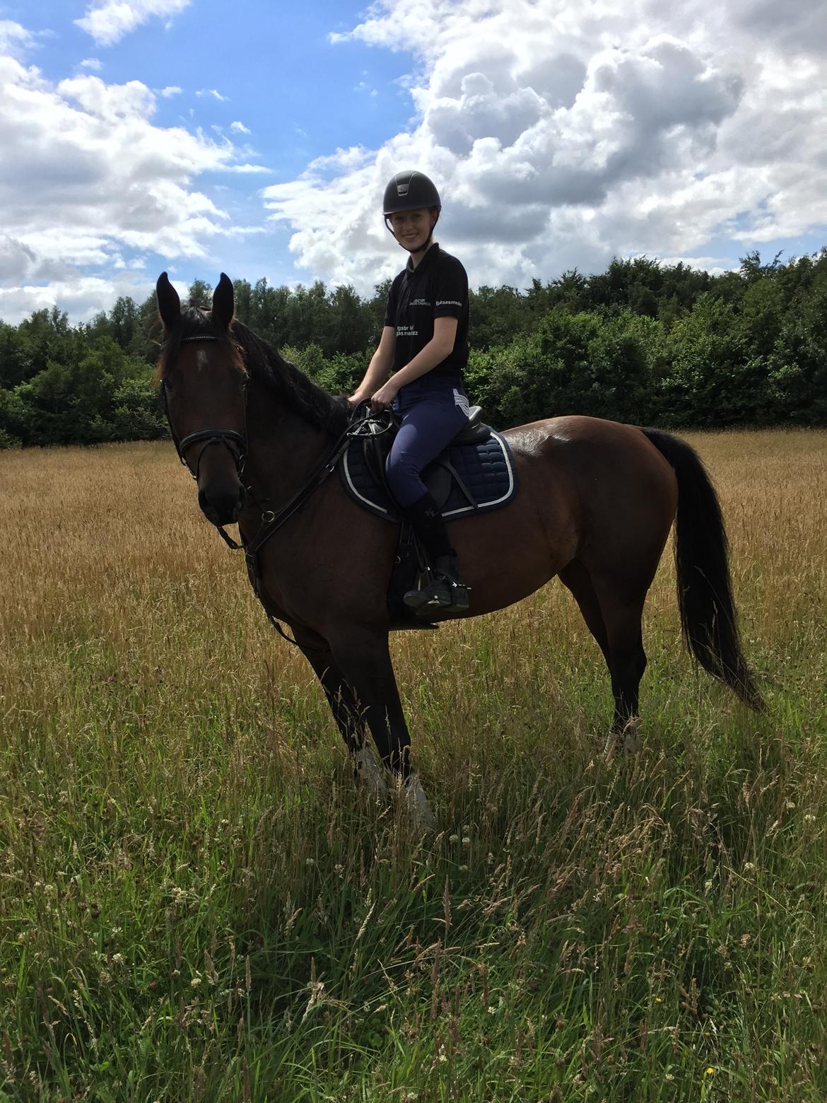 Dansk Varmblod Calibra-agg billede 14