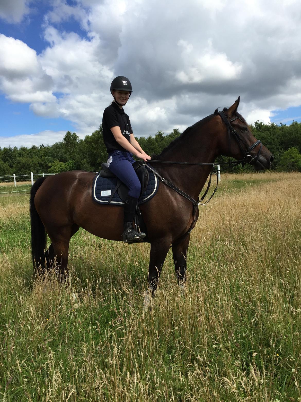 Dansk Varmblod Calibra-agg billede 3