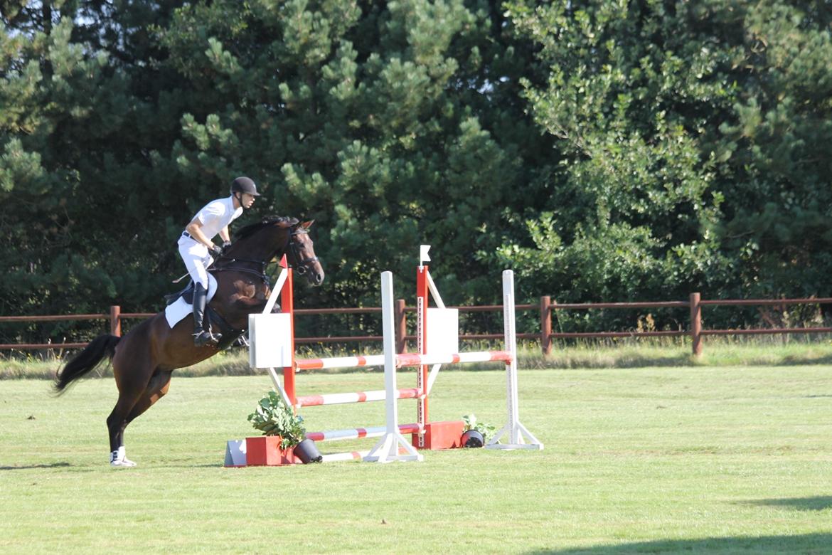 Dansk Varmblod Calibra-agg billede 15