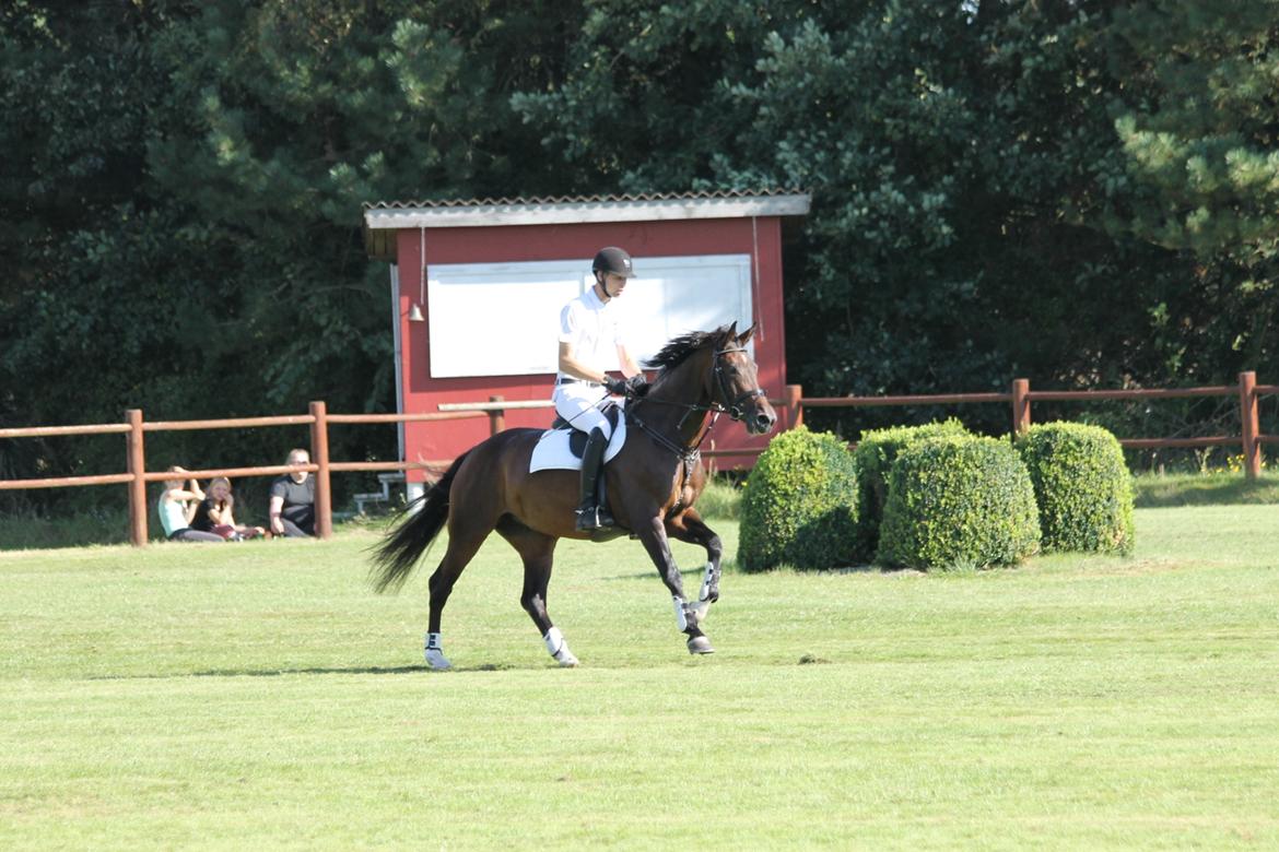 Dansk Varmblod Calibra-agg billede 16