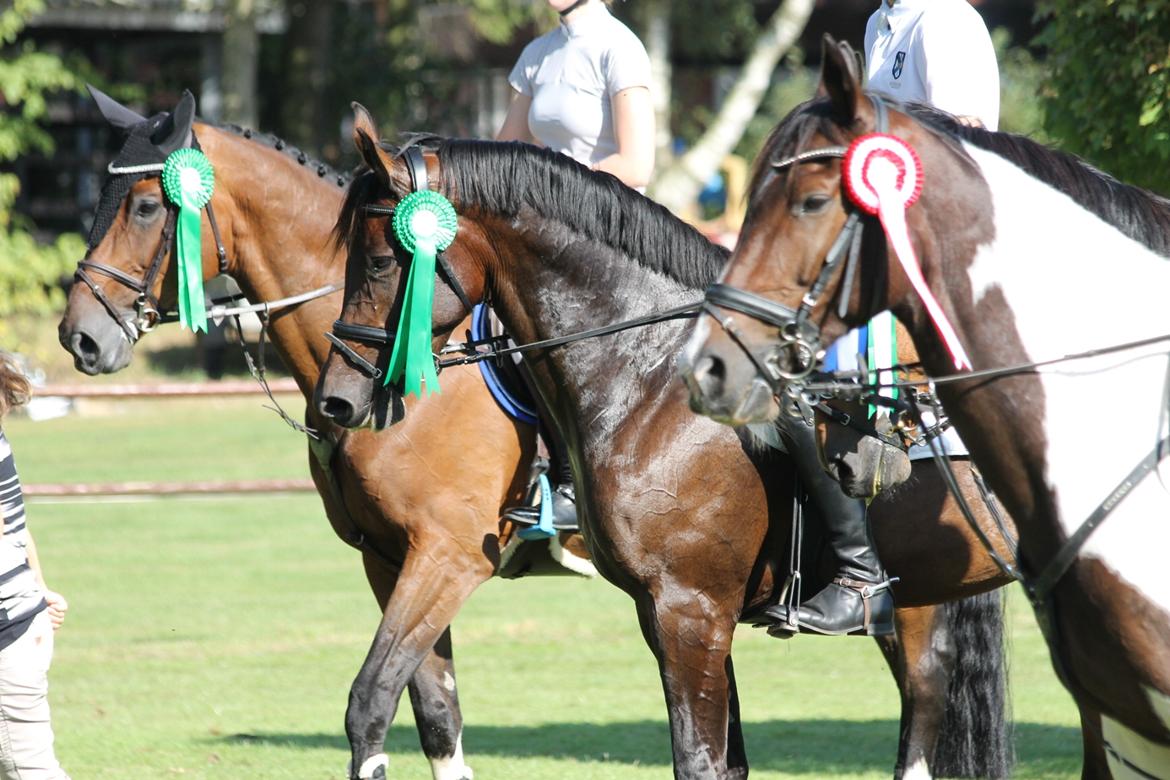 Dansk Varmblod Calibra-agg - 4. plads i hendes kun 2. LB  billede 7