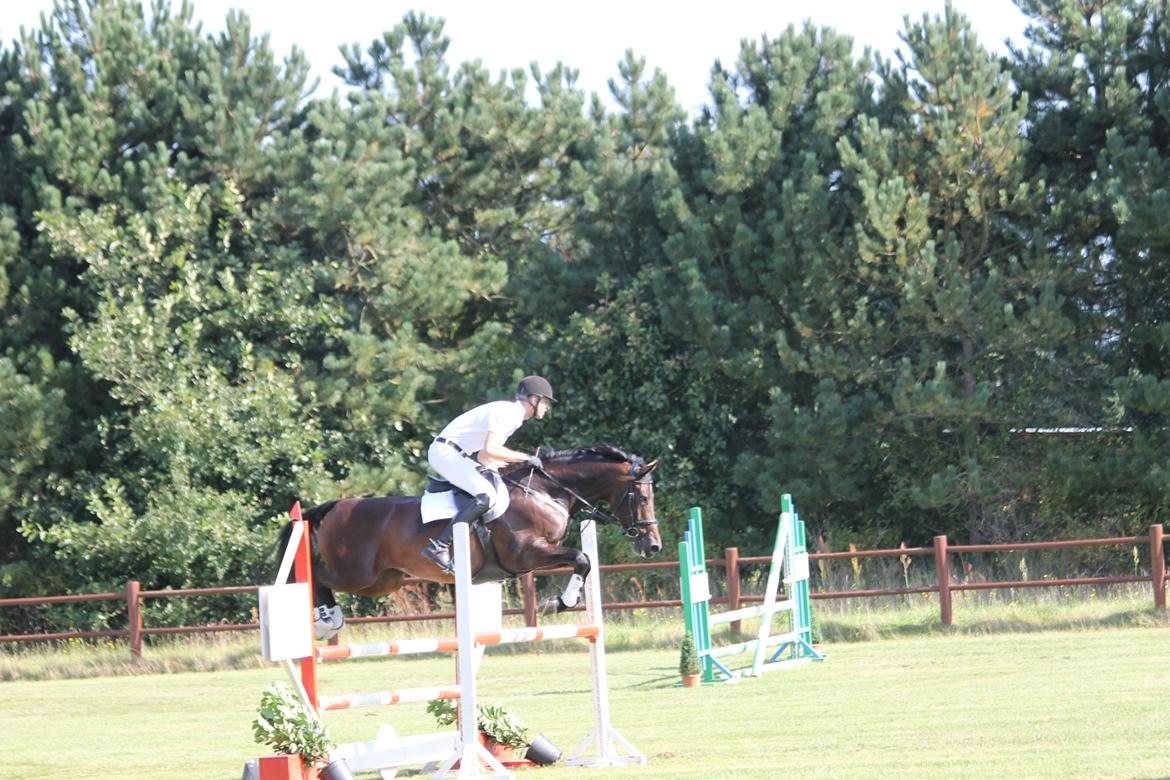 Dansk Varmblod Calibra-agg billede 17