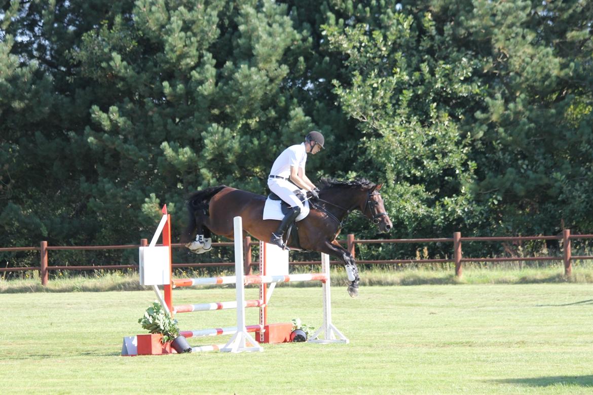 Dansk Varmblod Calibra-agg billede 12