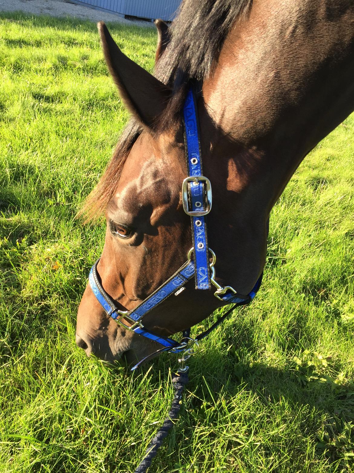 Dansk Varmblod Calibra-agg billede 13