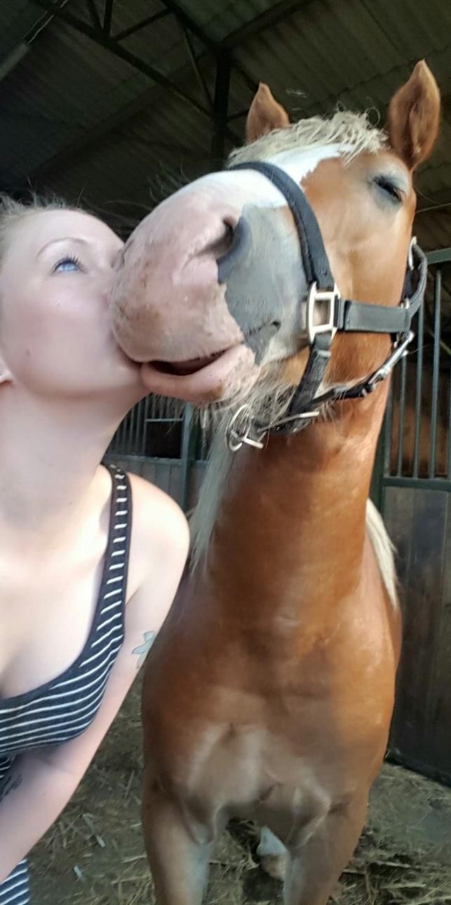 Welsh Partbred (Sec F) Macanahs Little Fellow  billede 4