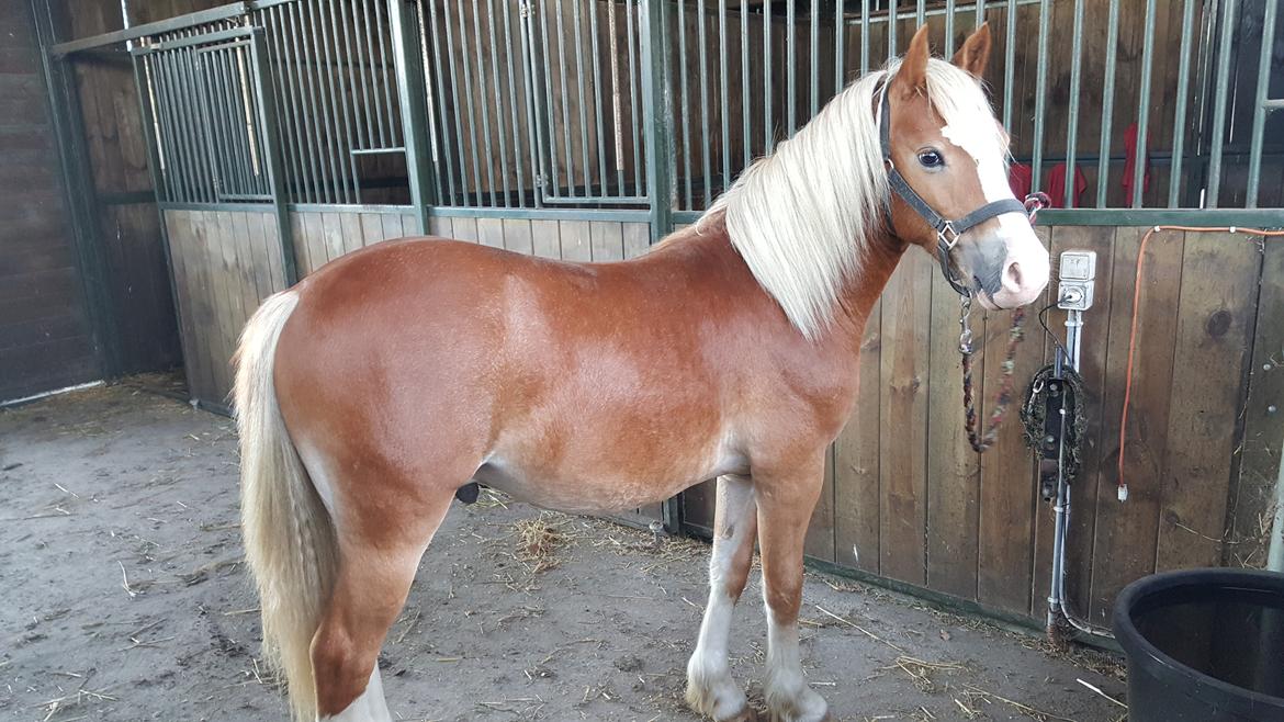 Welsh Partbred (Sec F) Macanahs Little Fellow  billede 5