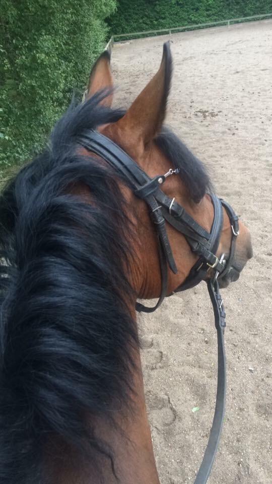 Anden særlig race Sabrina billede 2