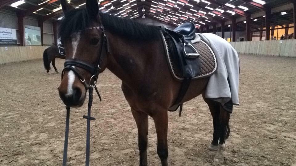 Anden særlig race Sabrina billede 5