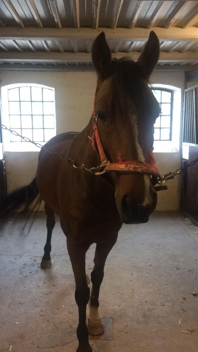 Anden særlig race Sabrina billede 6