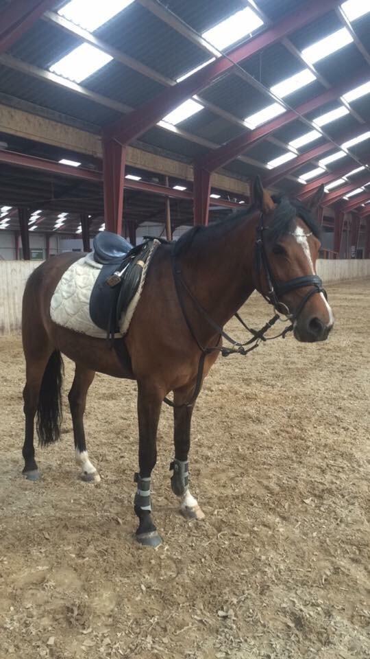 Anden særlig race Sabrina billede 7