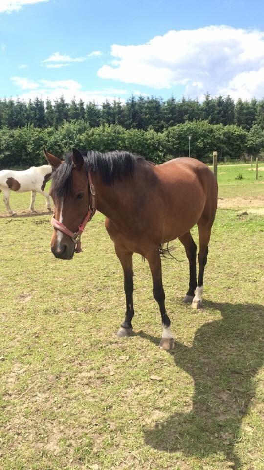 Anden særlig race Sabrina billede 8