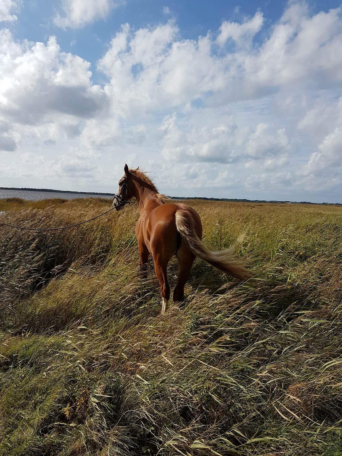 Gelderland Guwalda AH " Camaro " billede 32