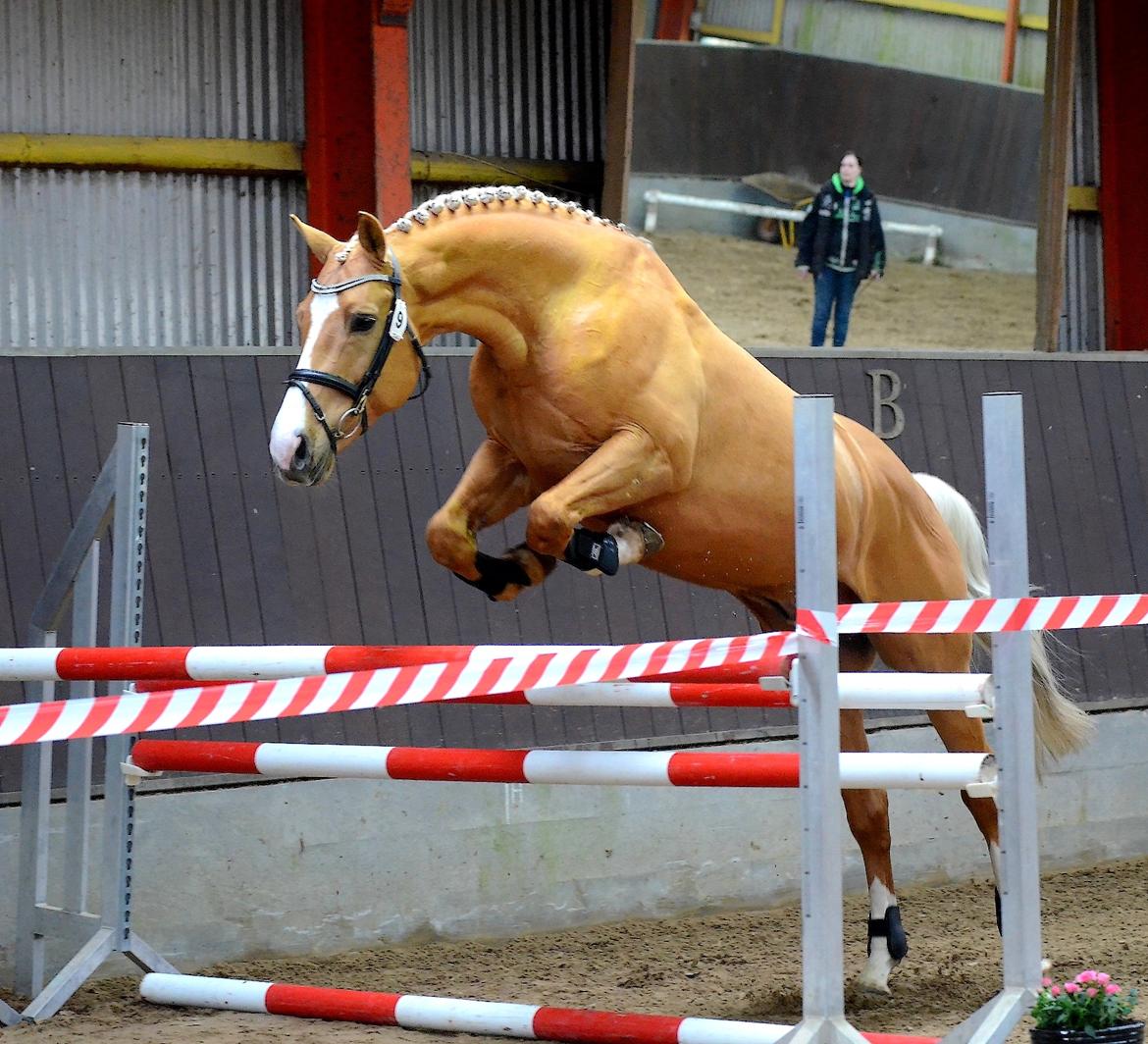 Palomino Made special - Løsspringning kåring PSA billede 1