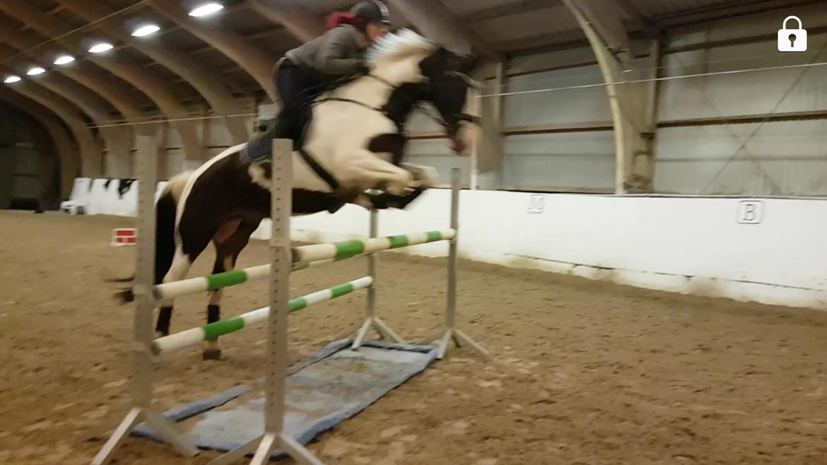 Pinto Bakkegaardens Montoya billede 8