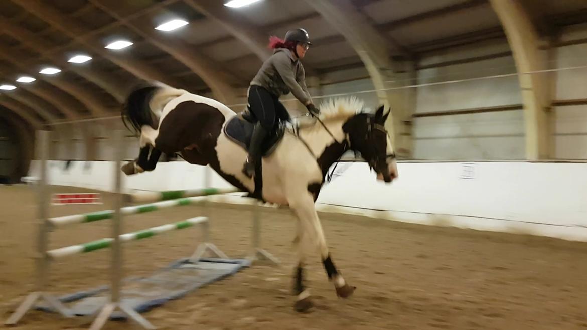 Pinto Bakkegaardens Montoya billede 5