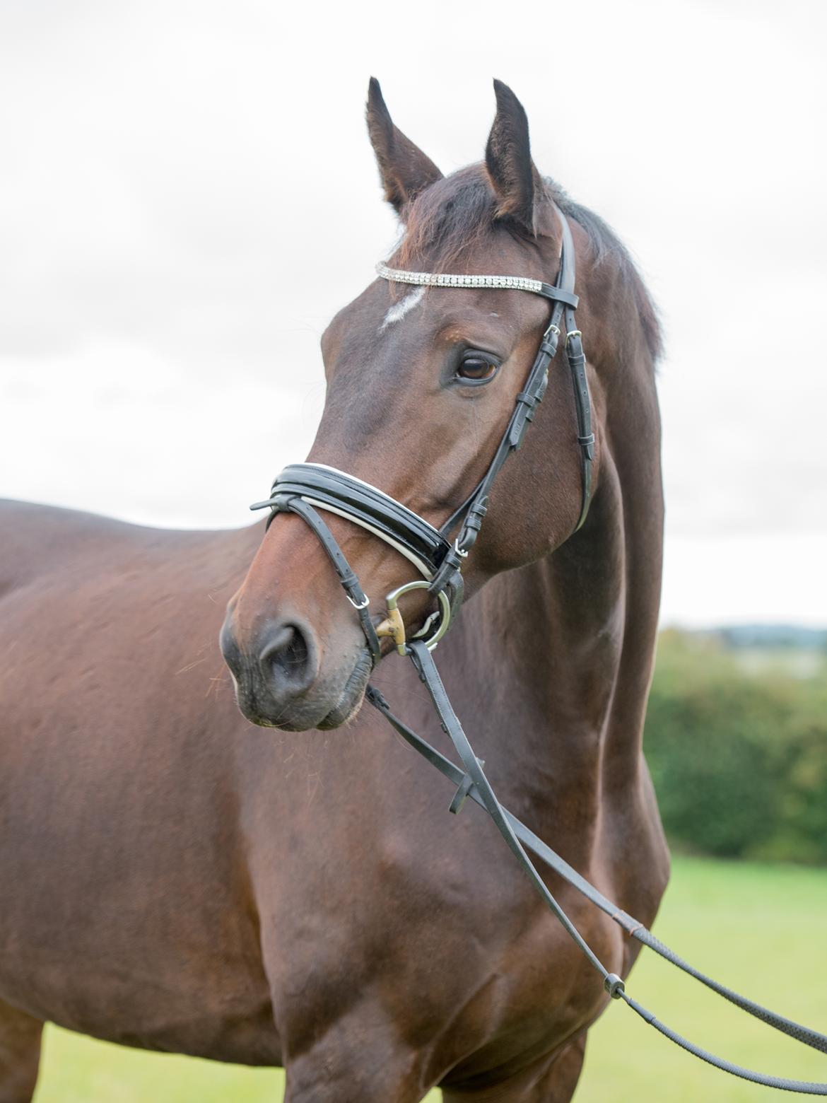 Dansk Varmblod Elversøes Chanel - Smukke, smukke Chanel til et fotoshoot med LVH-Foto! billede 1