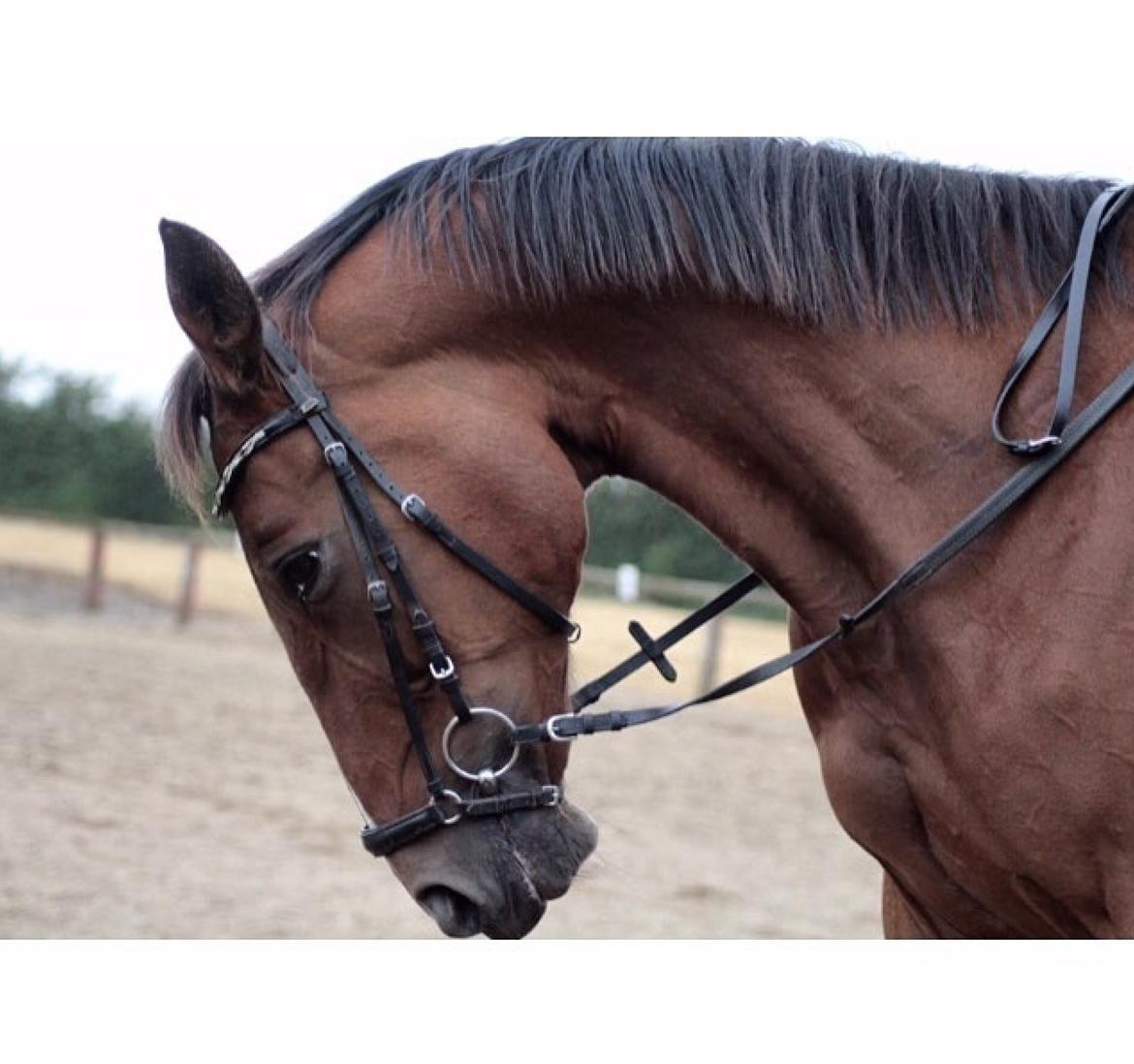 Traver Quiz billede 10