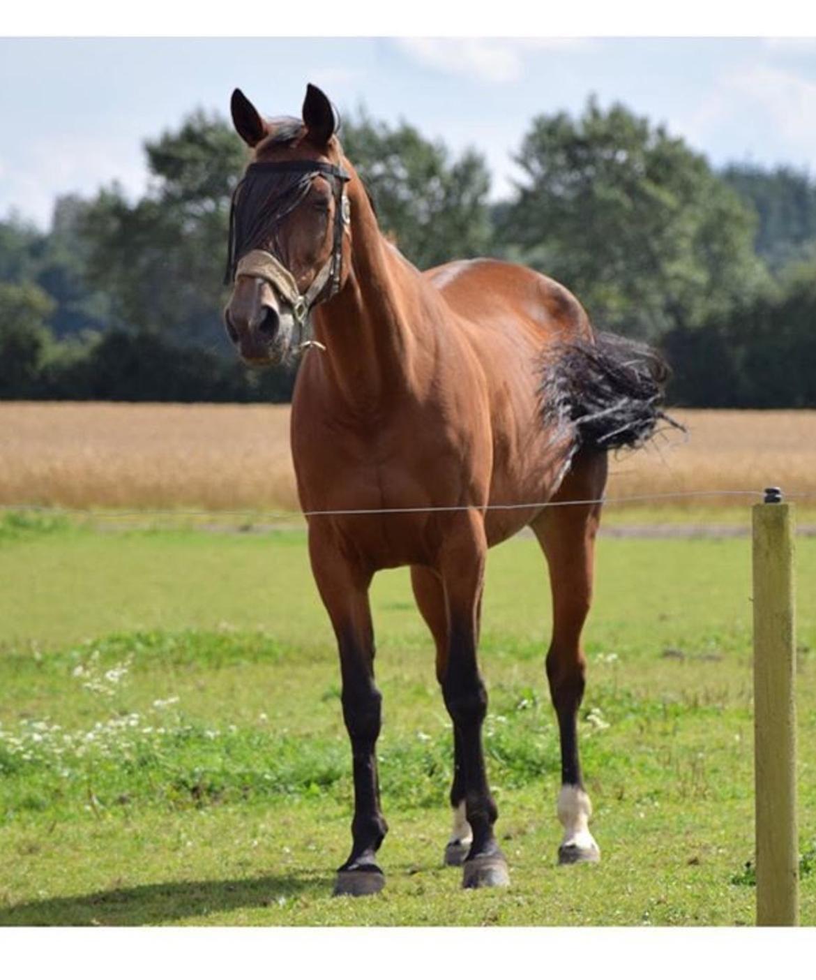 Traver Quiz billede 11