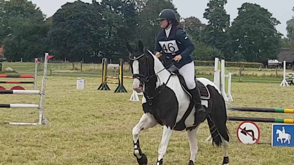 Pinto Bakkegaardens Montoya billede 25