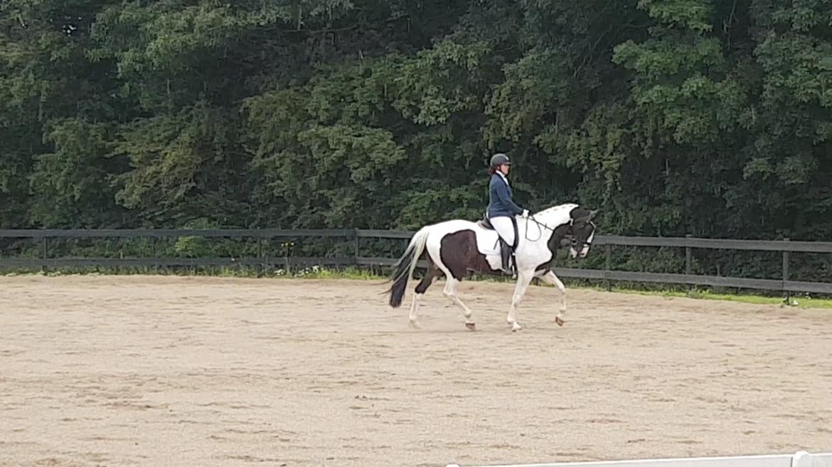 Pinto Bakkegaardens Montoya billede 26