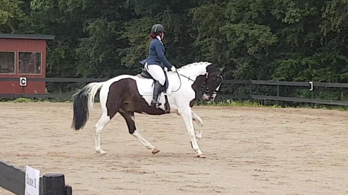 Pinto Bakkegaardens Montoya billede 27