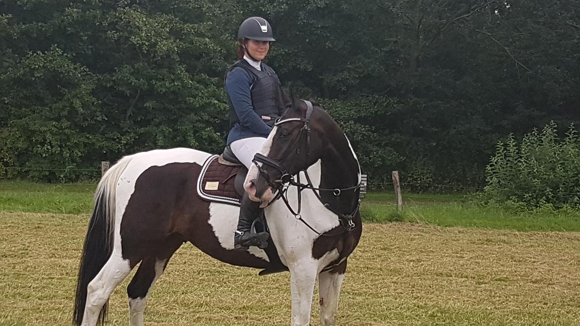 Pinto Bakkegaardens Montoya billede 28