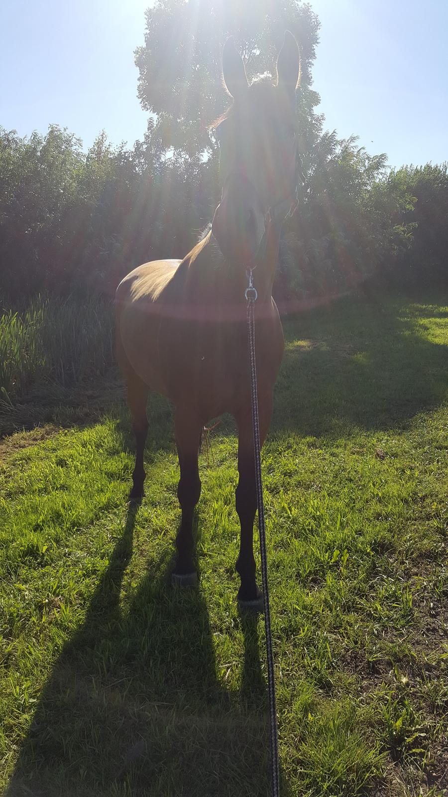 Dansk Varmblod Egelund yemen billede 18