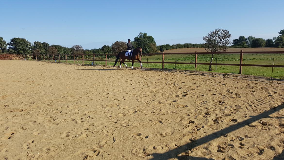 Dansk Varmblod Egelund yemen billede 17