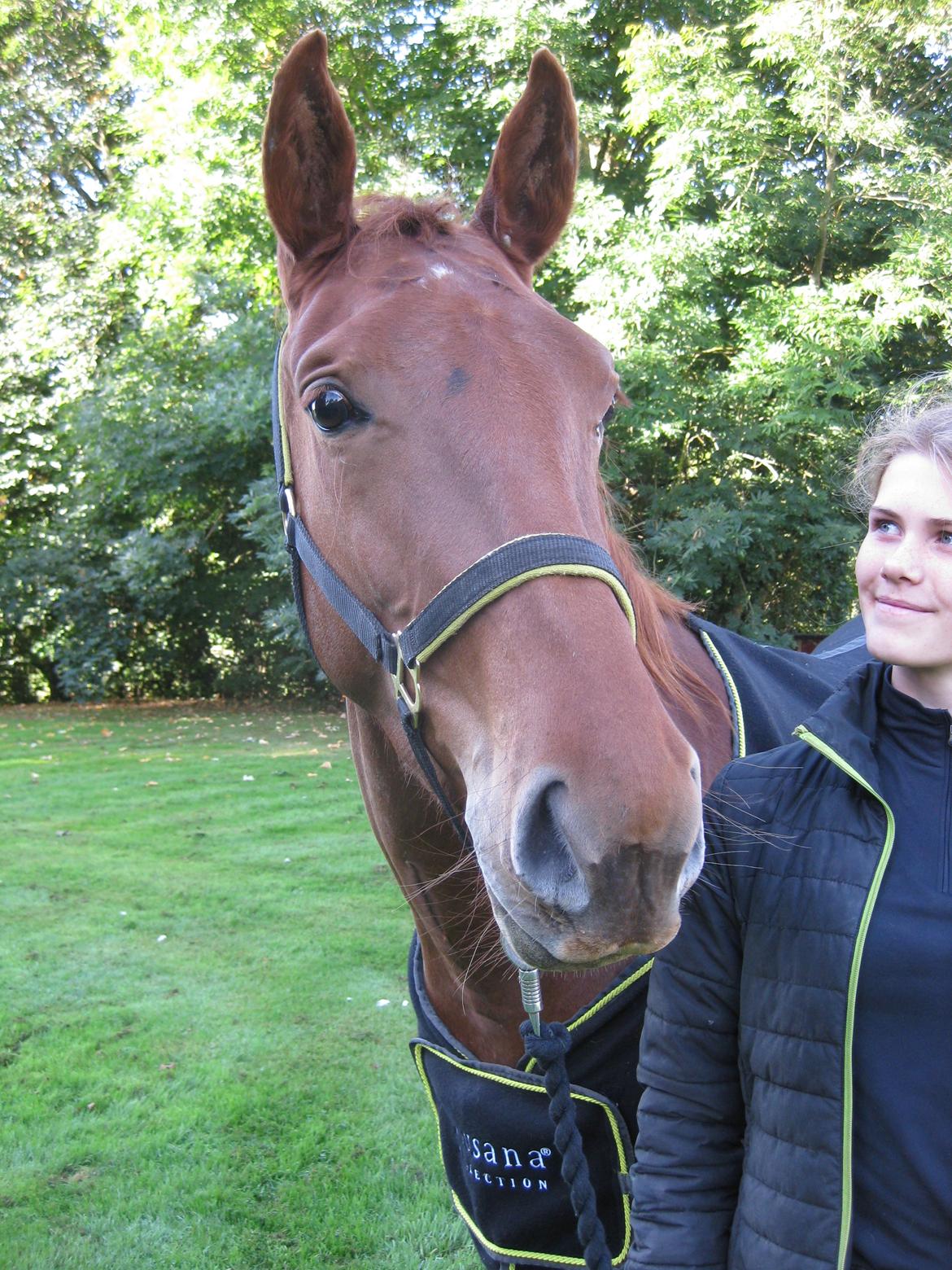 Dansk Varmblod Bella billede 4