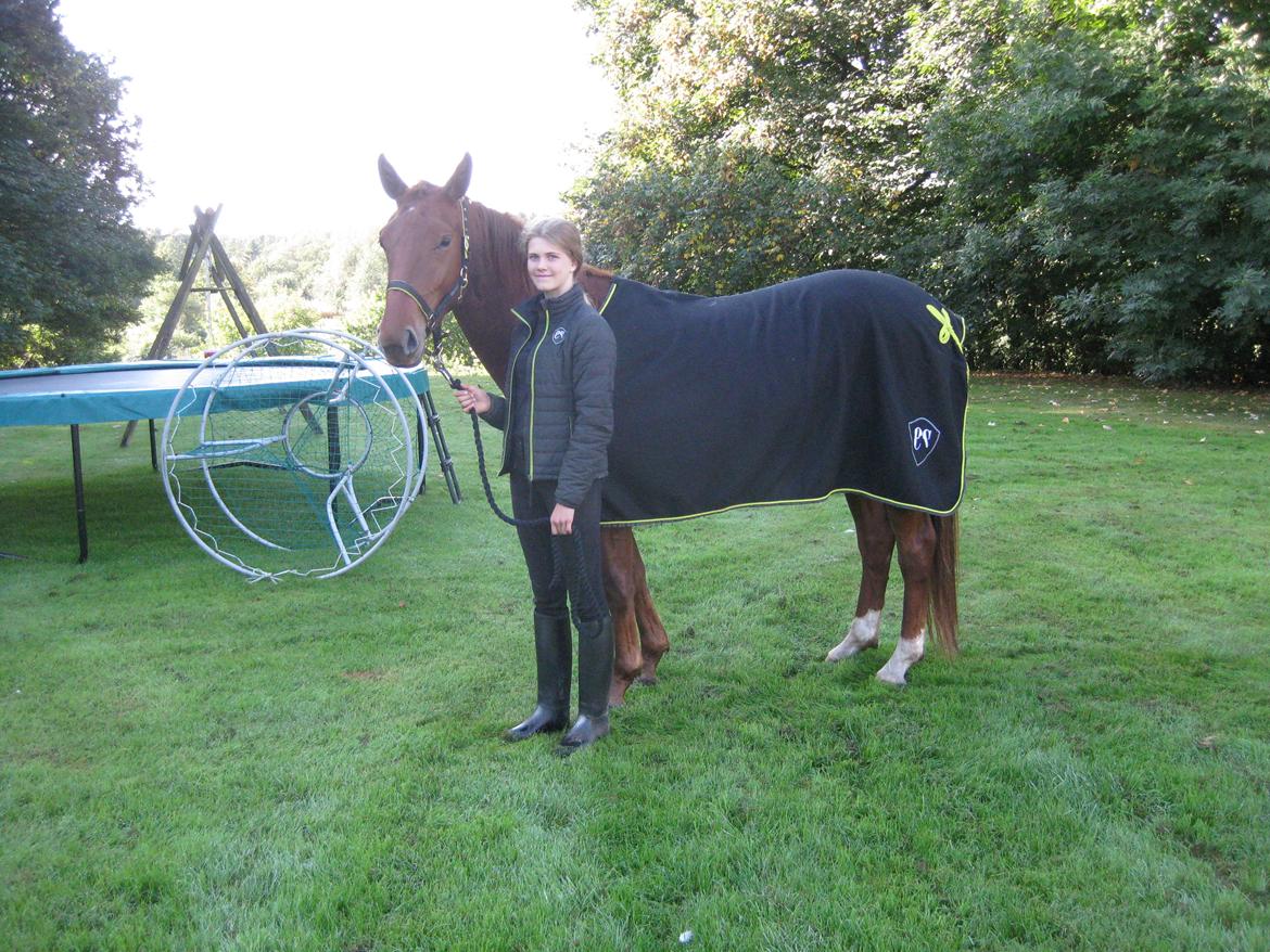 Dansk Varmblod Bella billede 2