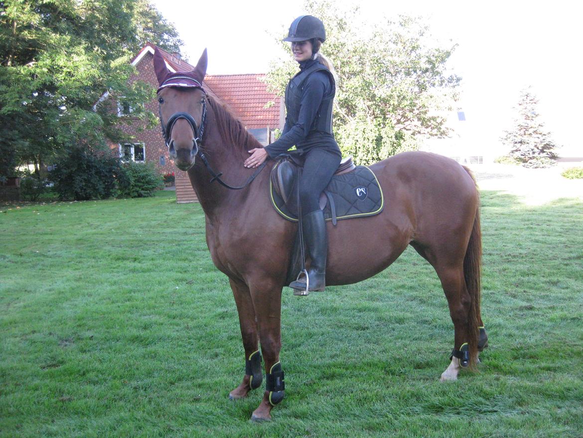 Dansk Varmblod Bella billede 5