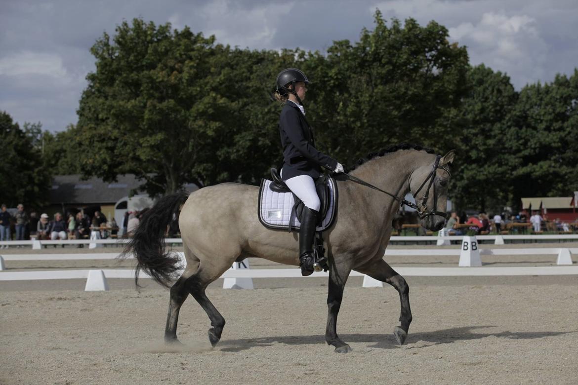 Connemara Skærgårdens Marvelous Night - Store Hestedag 16 i en LA2. Fuld fart op ad midten, ups :-) billede 9