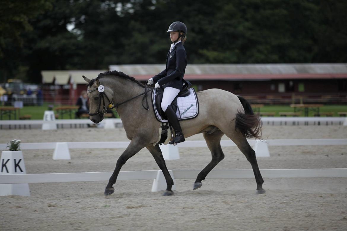 Connemara Skærgårdens Marvelous Night - Store Hestedag 2016, debut i LA2 til over 65%, med plads til rigtig mange forbedringer :-) billede 10