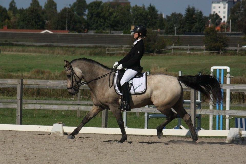 Connemara Skærgårdens Marvelous Night - Distriktsmesterskab 16, middeltrav billede 2