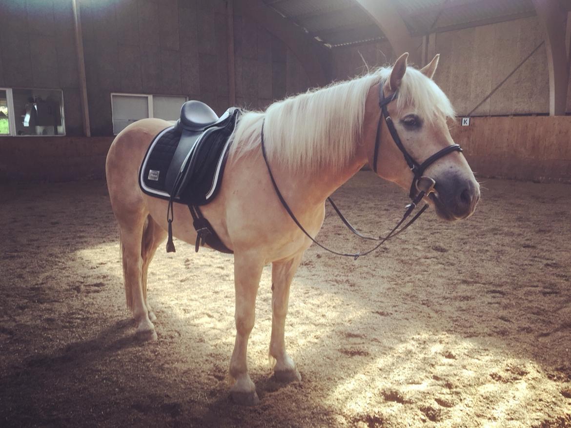 Haflinger Athæus mbm - Juni 2016 billede 3