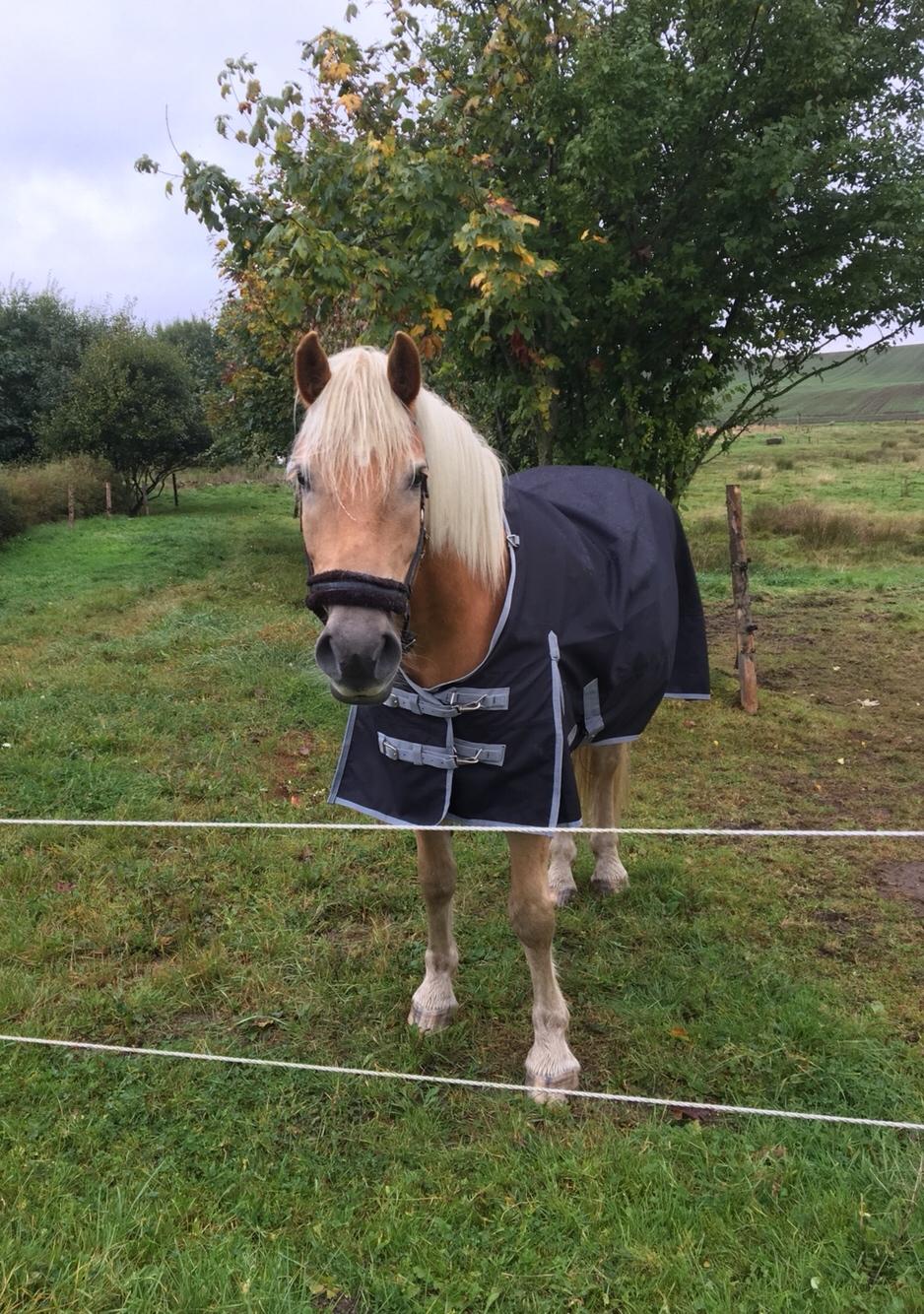 Haflinger Athæus mbm - Oktober 2016 billede 12