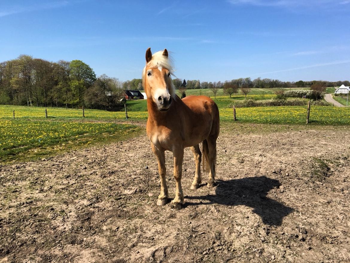 Haflinger Athæus mbm - Maj 2016 billede 2