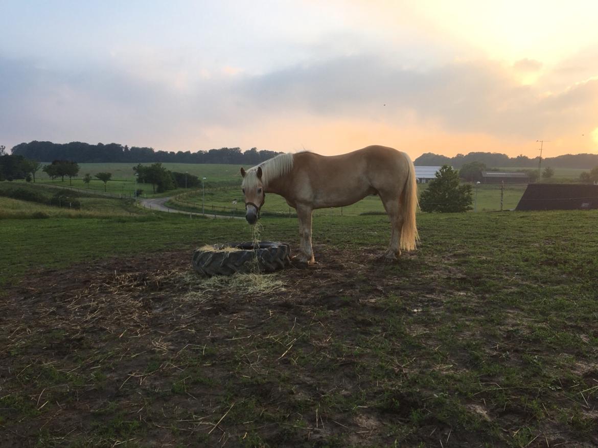 Haflinger Athæus mbm - Juni 2016 billede 14