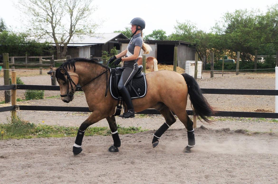 Connemara Skærgårdens Marvelous Night - Træning hjemme en varm dag sommeren 16 billede 6