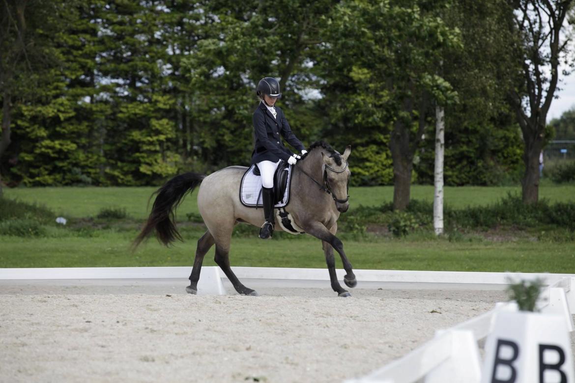 Connemara Skærgårdens Marvelous Night - Store Hestedag 2016, debut i LA2 til over 65%, med plads til rigtig mange forbedringer :-) billede 11